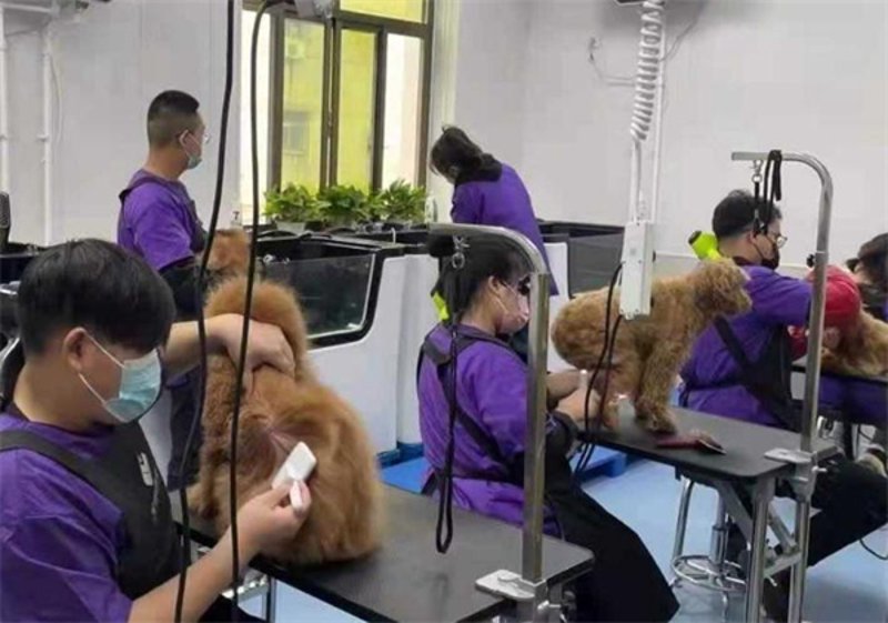 狗狗牵引绳的更新换代与发展趋势